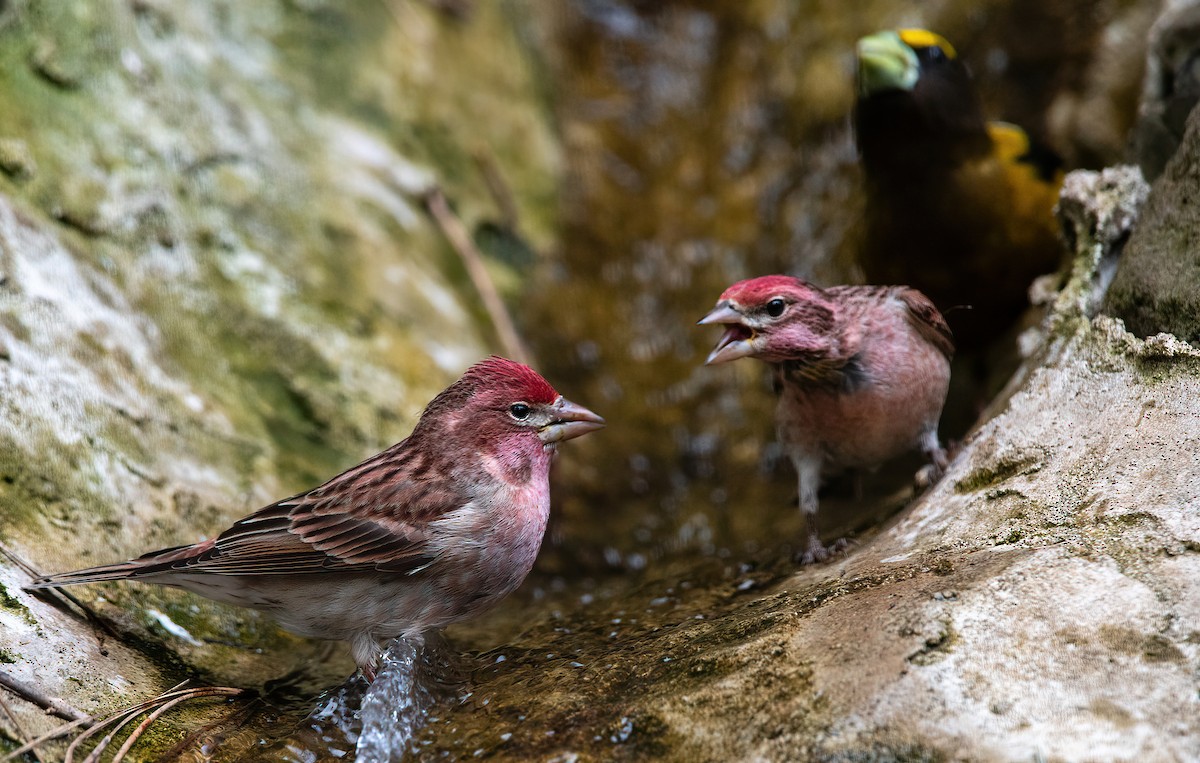 Cassin's Finch - ML635166028