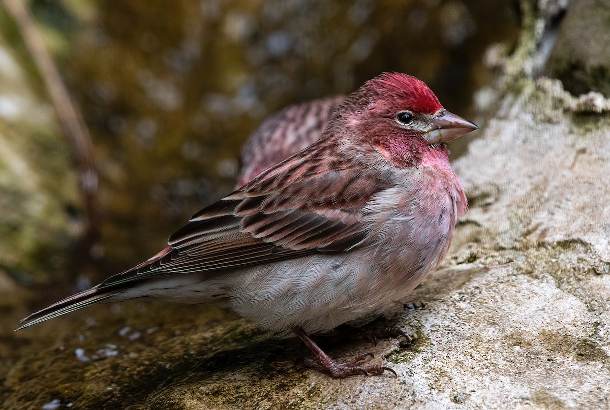Cassin's Finch - ML635166029