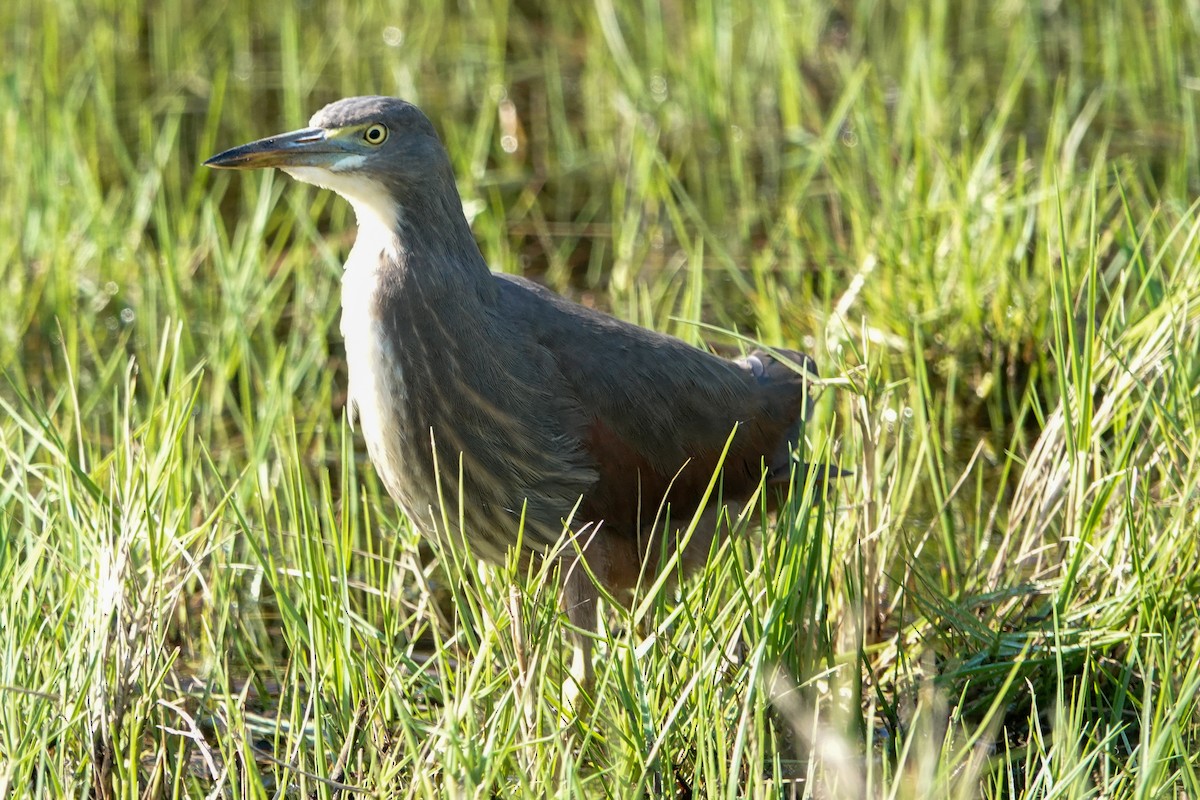 クロアマサギ - ML635166117