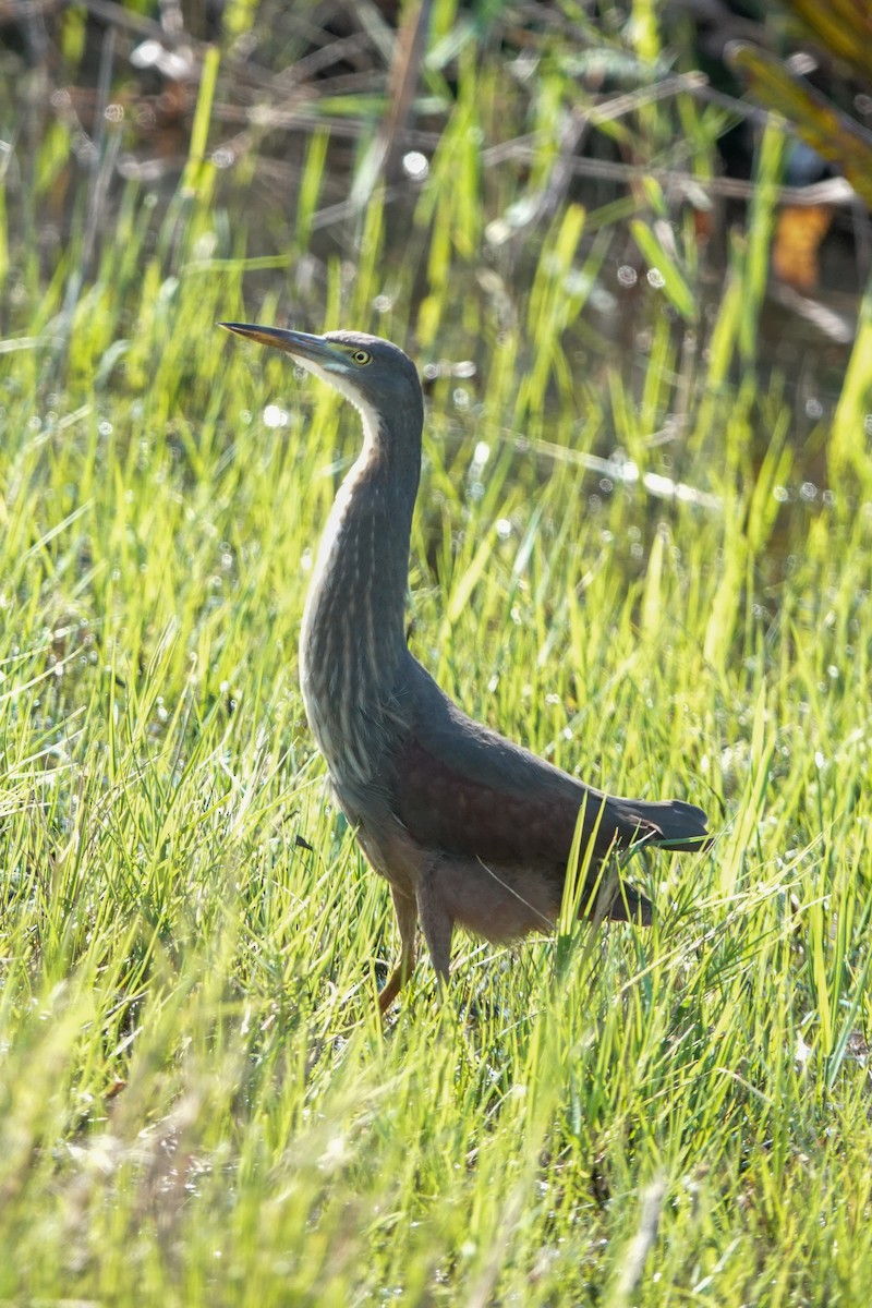 クロアマサギ - ML635166118