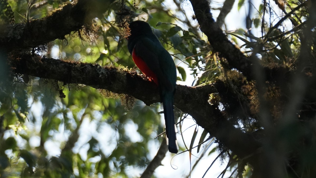 Bronzetrogon - ML635166149