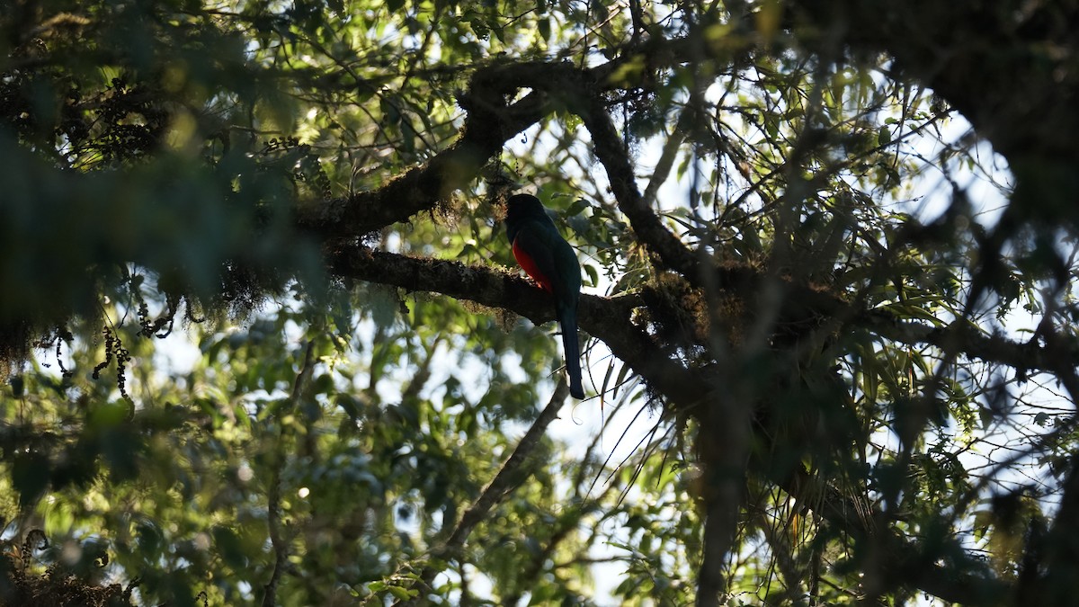 Bronzetrogon - ML635166151