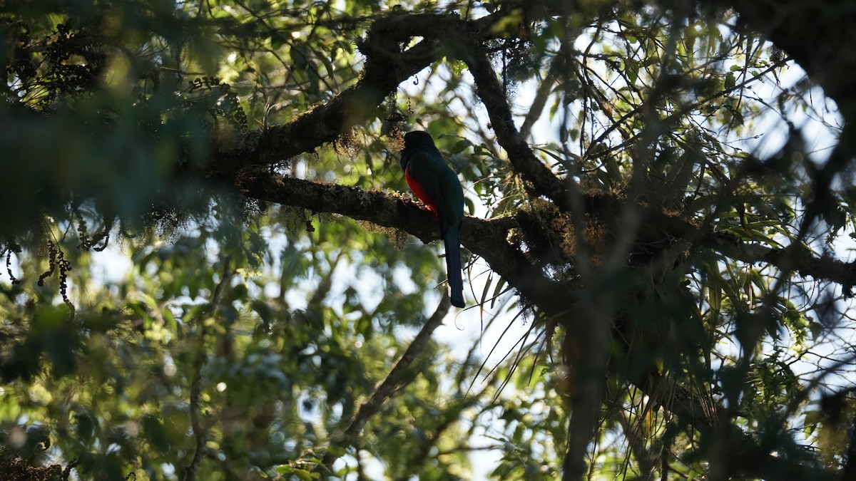 Bronzetrogon - ML635166152