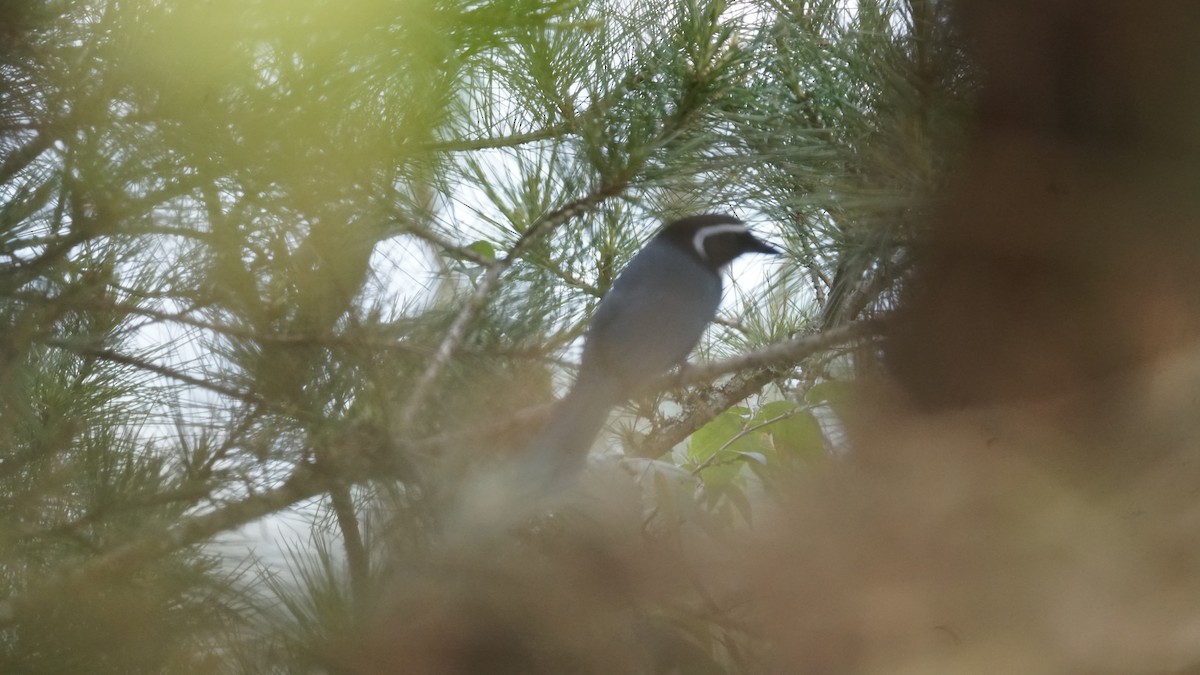 White-throated Jay - ML635166162