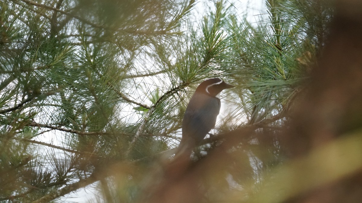 White-throated Jay - ML635166163