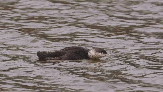 Plongeon catmarin - ML635166210