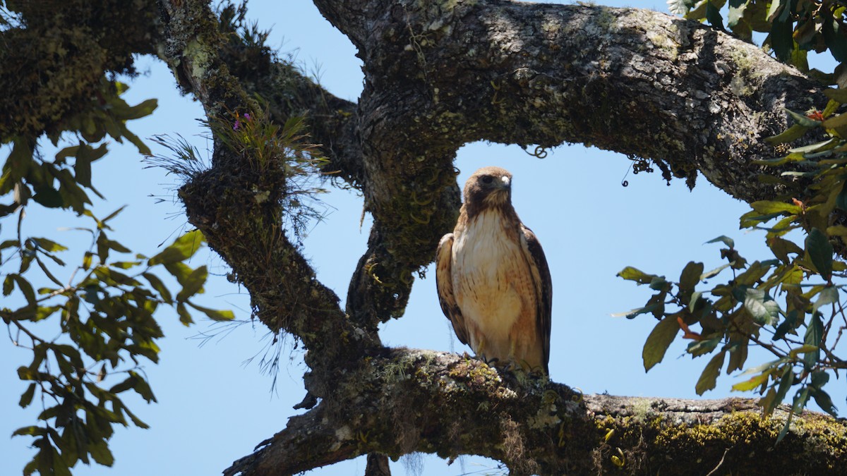 Rotschwanzbussard - ML635166307