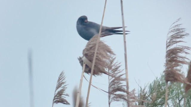 Red-footed Falcon - ML635166312