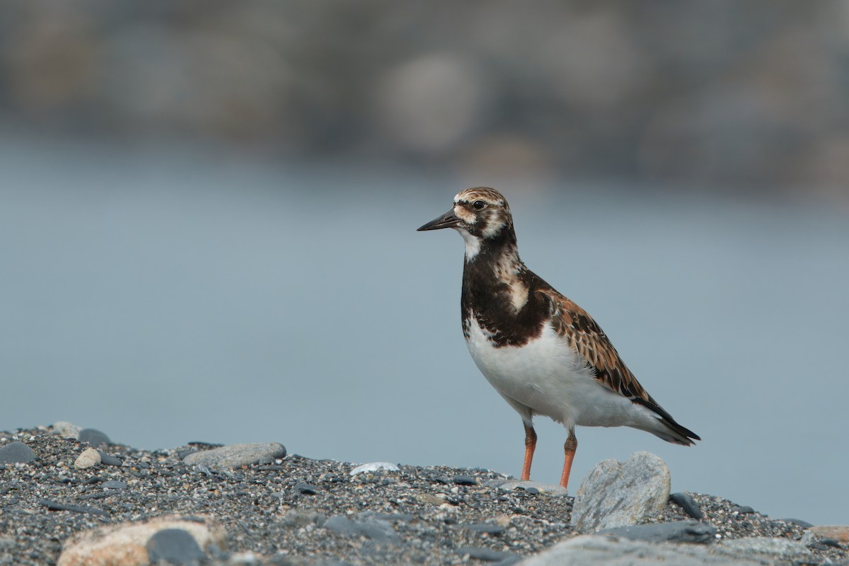 Ruddy Turnstone - ML635166348