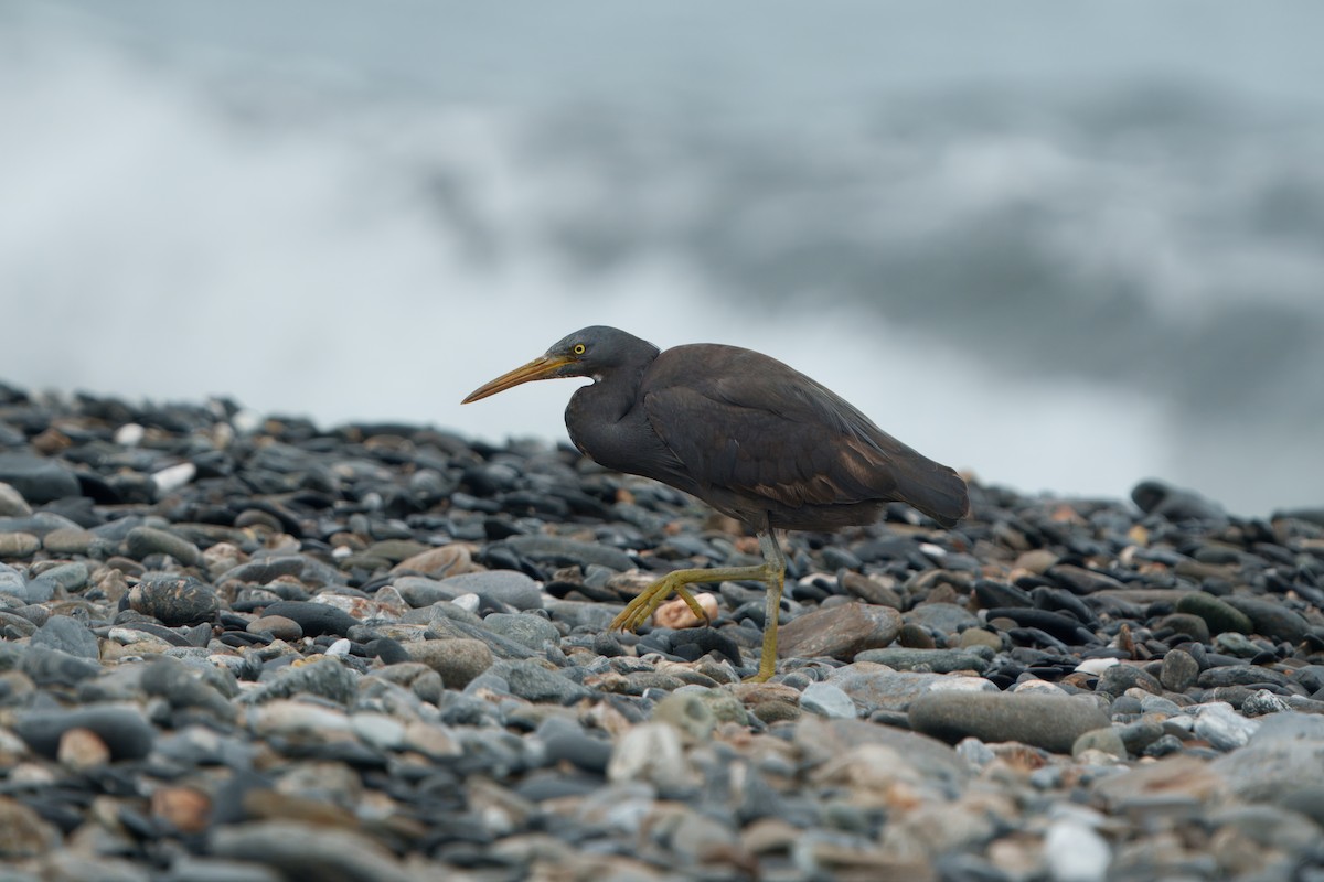 Pacific Reef-Heron - ML635166357