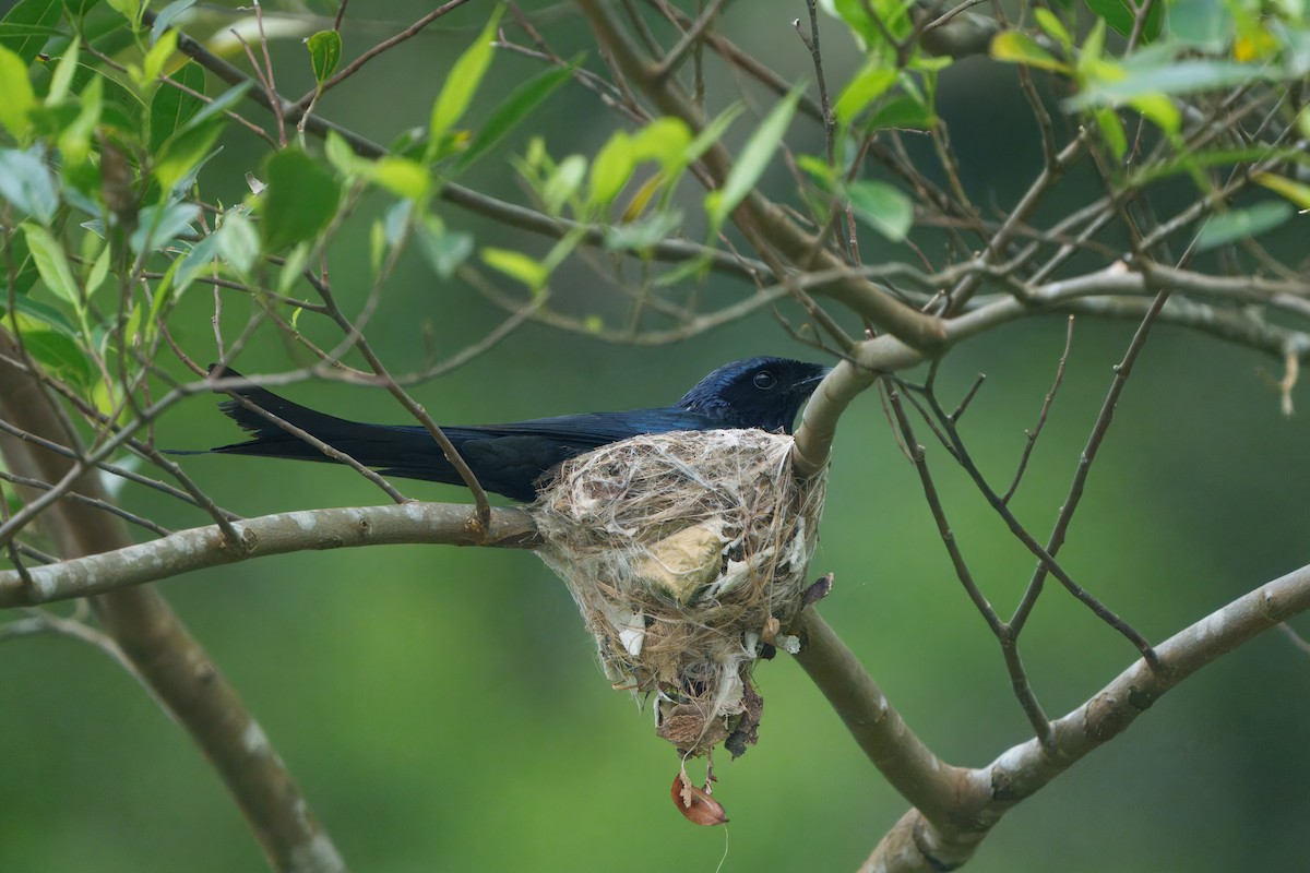 Bronzed Drongo - ML635166369