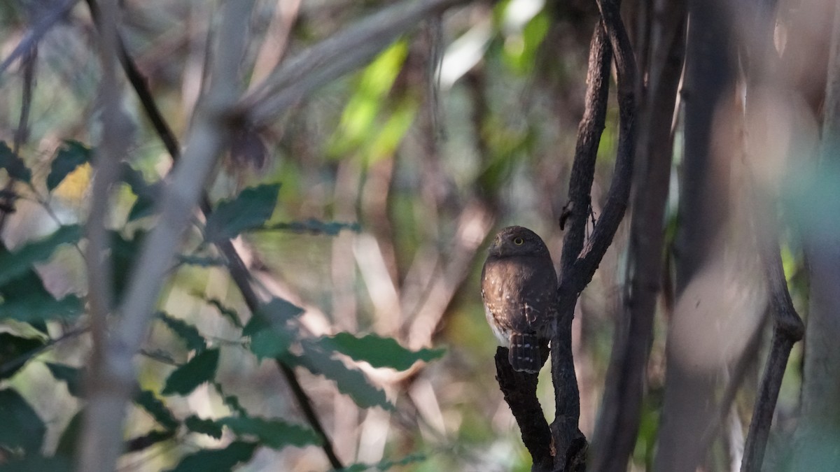 Colima Pygmy-Owl - ML635166387