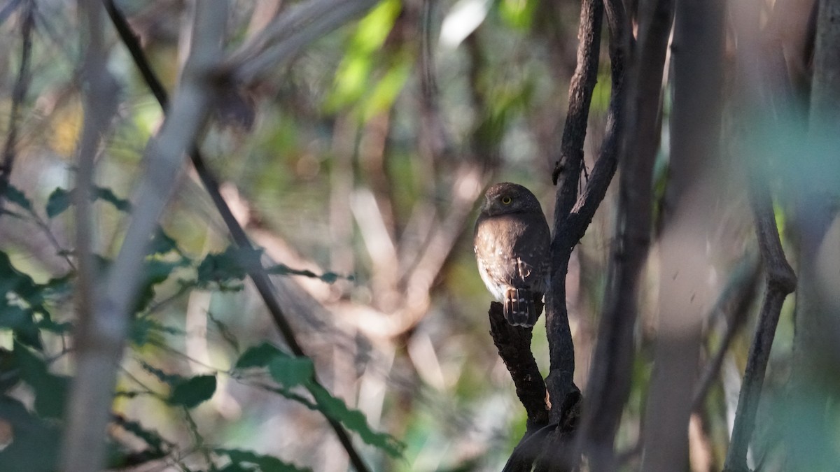 Colima Pygmy-Owl - ML635166388