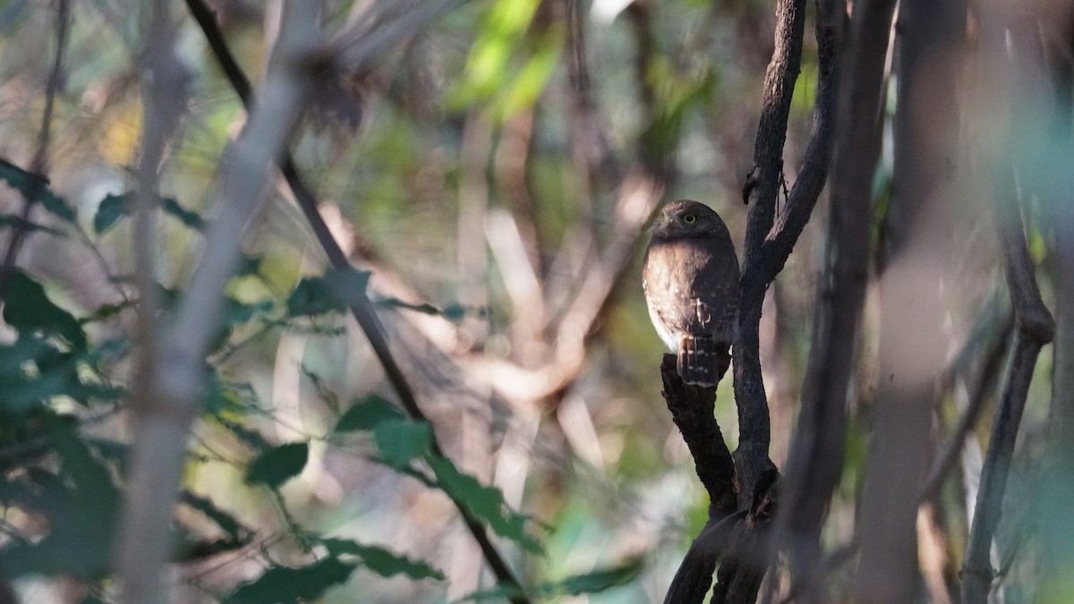 Colima Pygmy-Owl - ML635166389