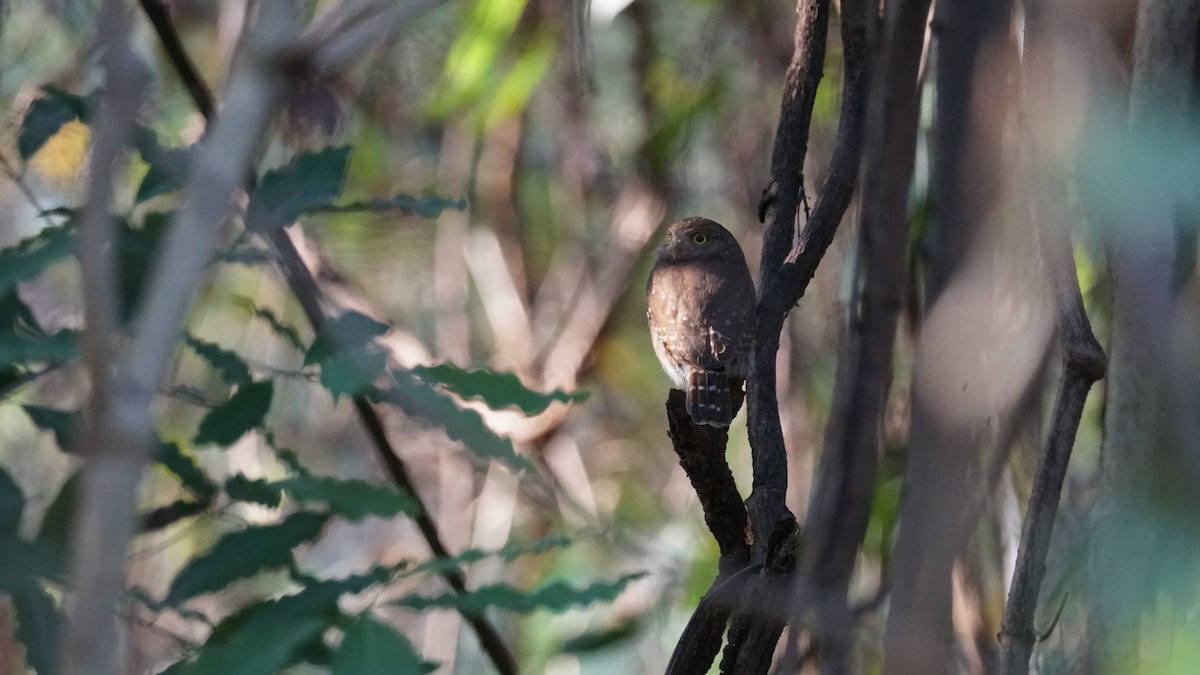 Colima Pygmy-Owl - ML635166390