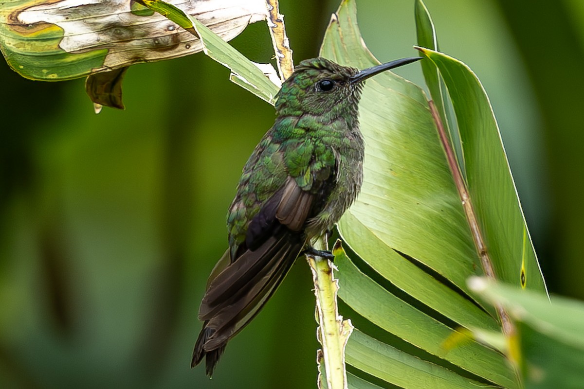 Colibri de Cuvier - ML635166422