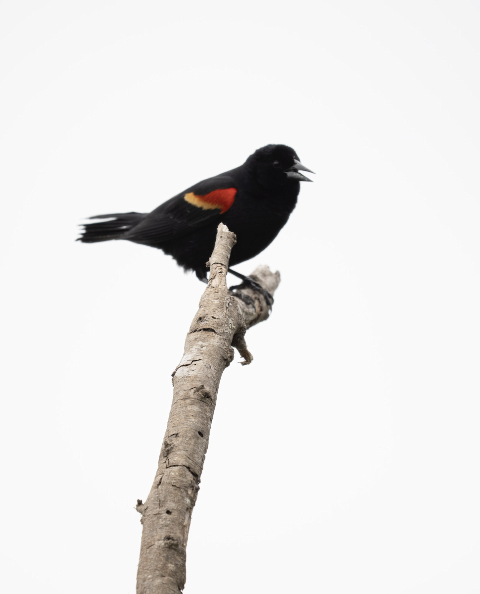Red-winged Blackbird - ML635166458