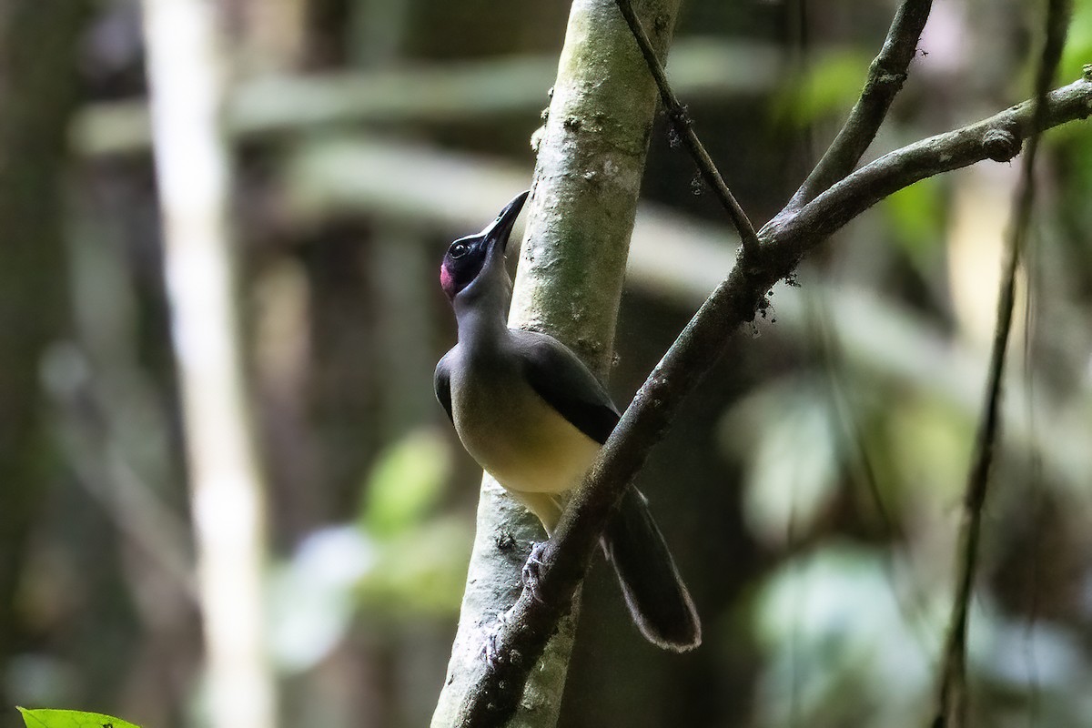 Gray-necked Rockfowl - ML635166478