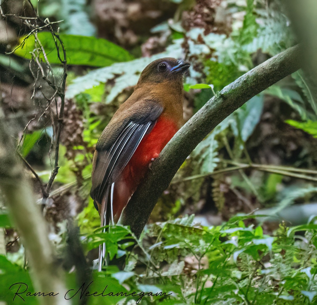 Red-headed Trogon - ML635166531