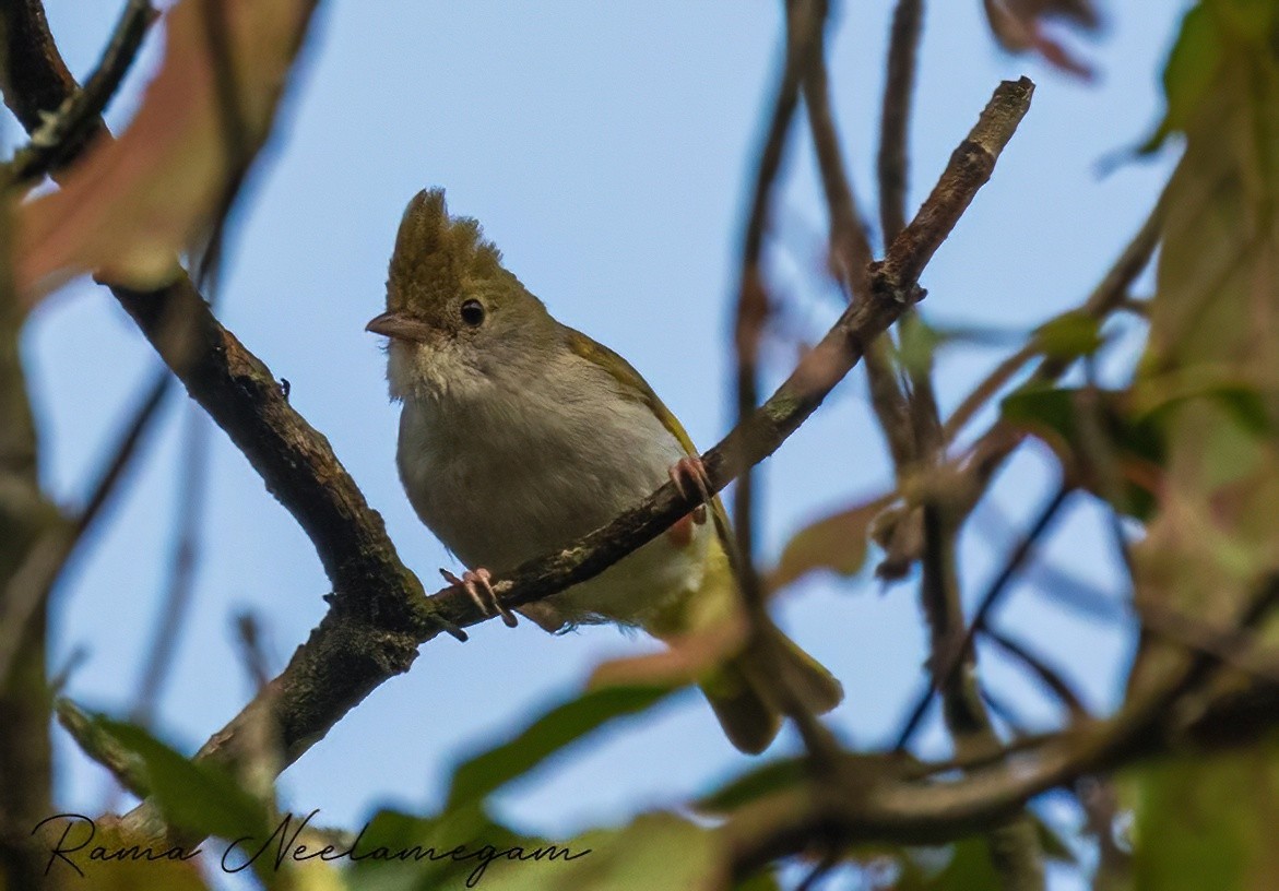 White-bellied Erpornis - ML635166559