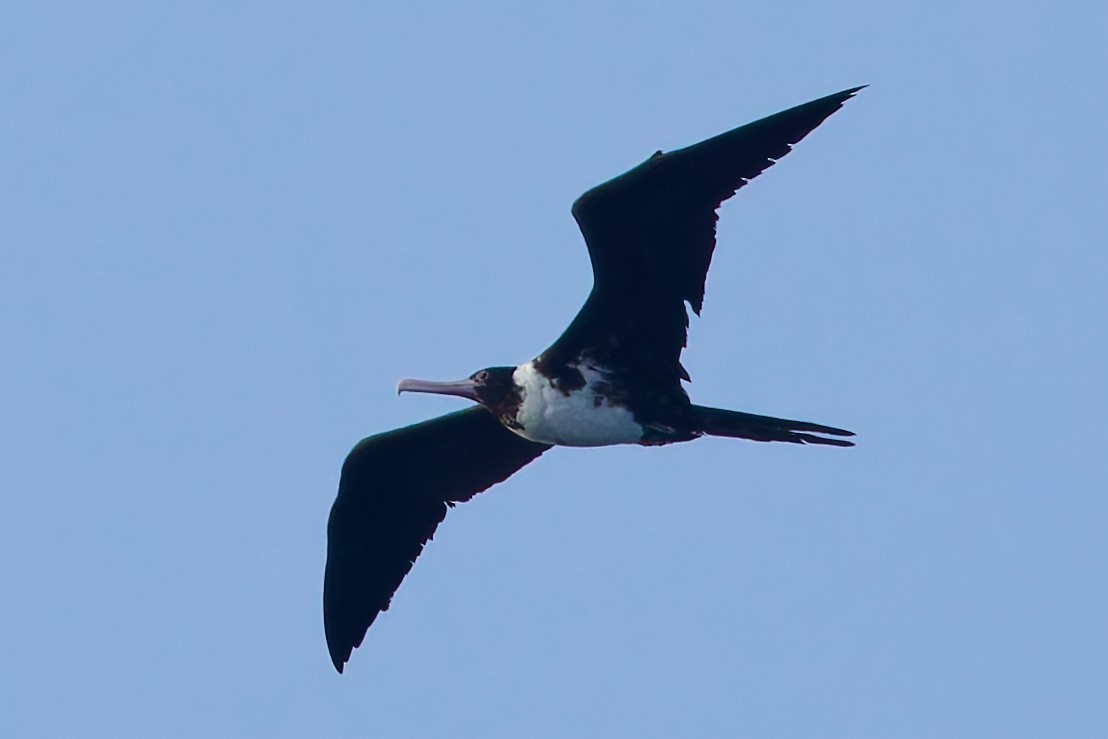 Christmas Island Frigatebird - ML635166629