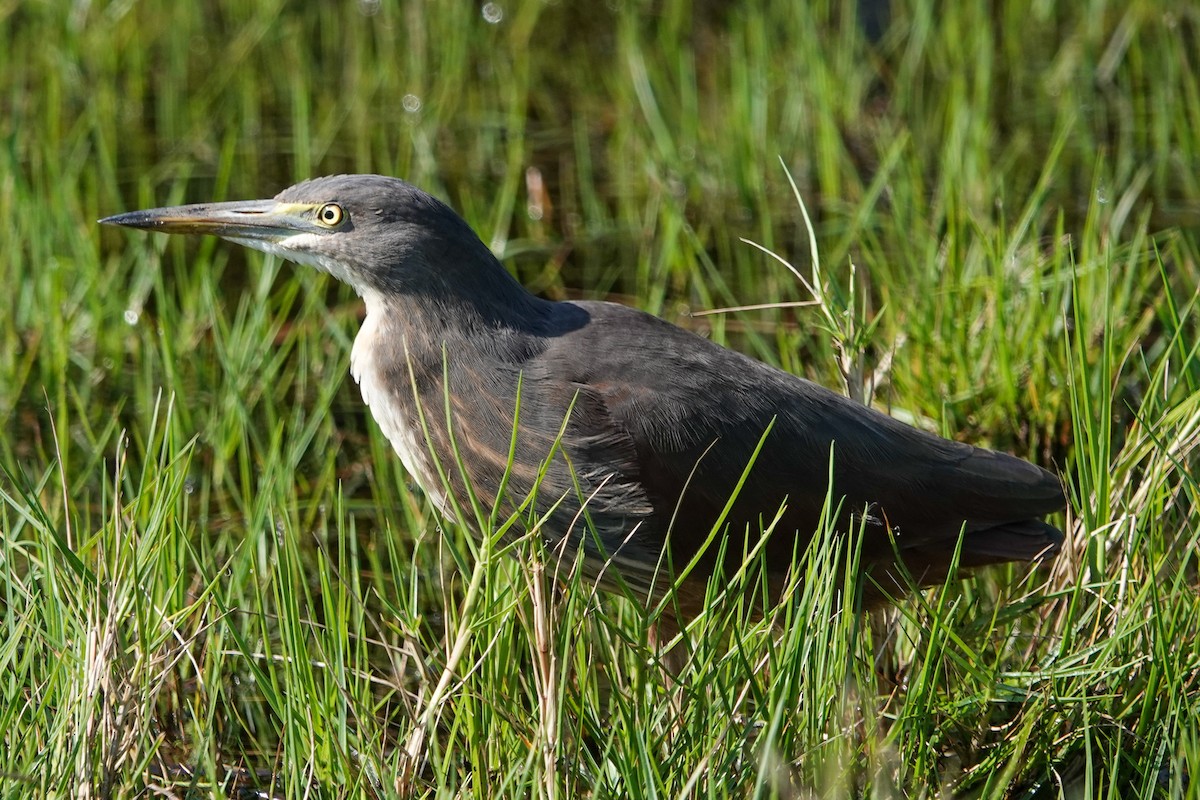 クロアマサギ - ML635166758