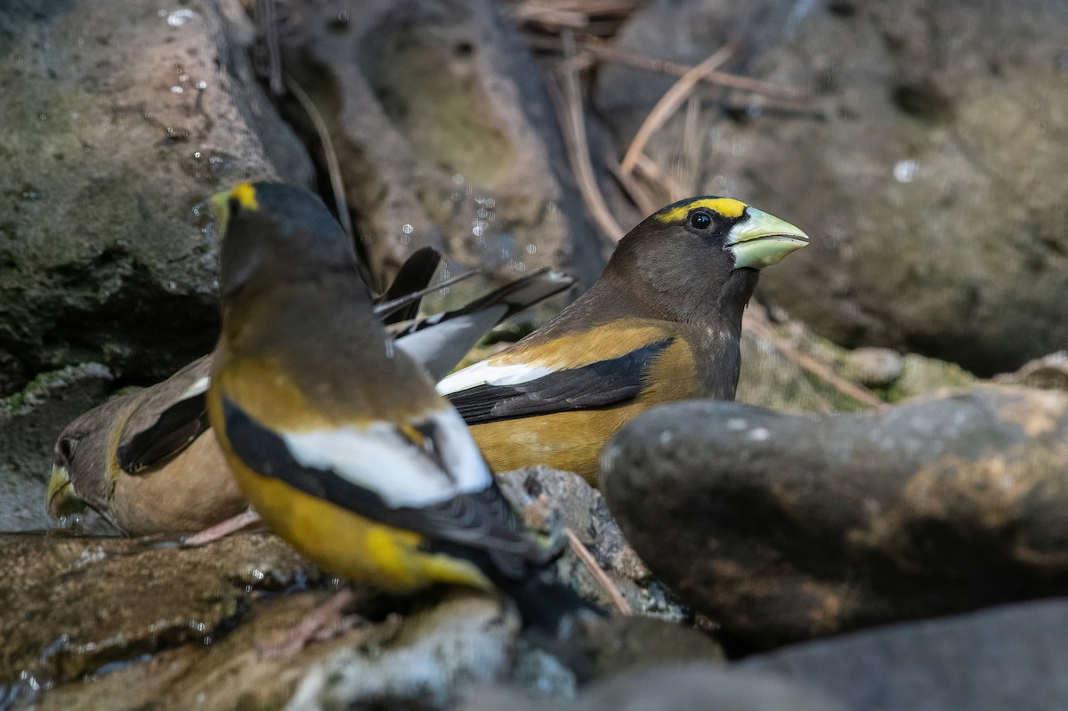 Evening Grosbeak - ML635166765