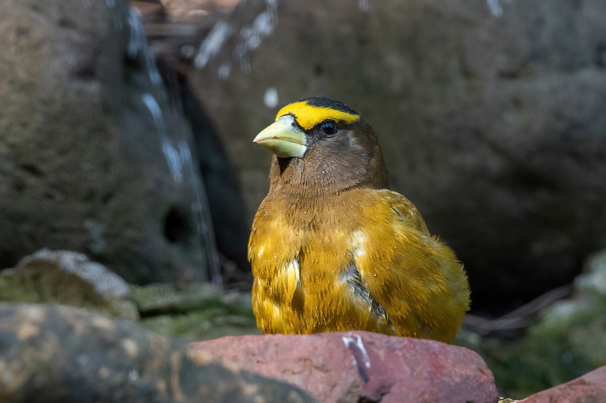 Evening Grosbeak - ML635166766