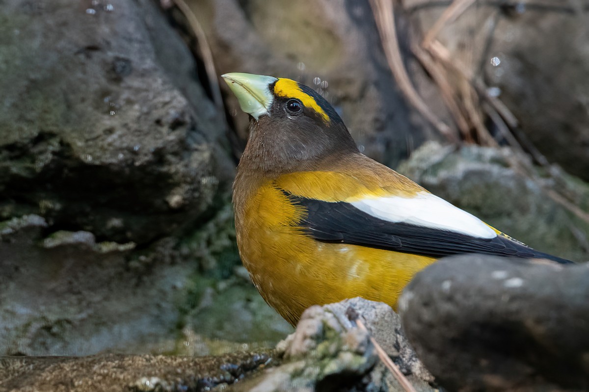 Evening Grosbeak - ML635166767