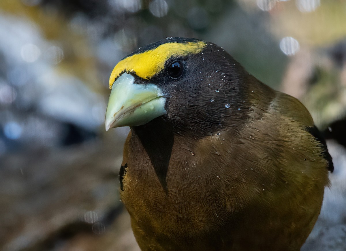 Evening Grosbeak - ML635166768
