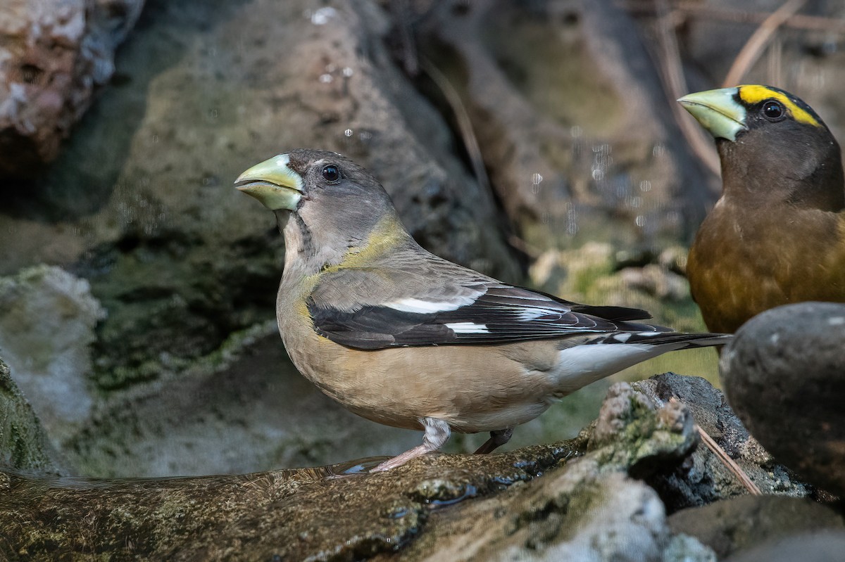 Evening Grosbeak - ML635166769