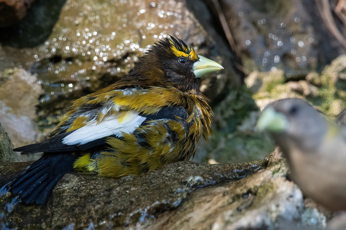 Evening Grosbeak - ML635166770