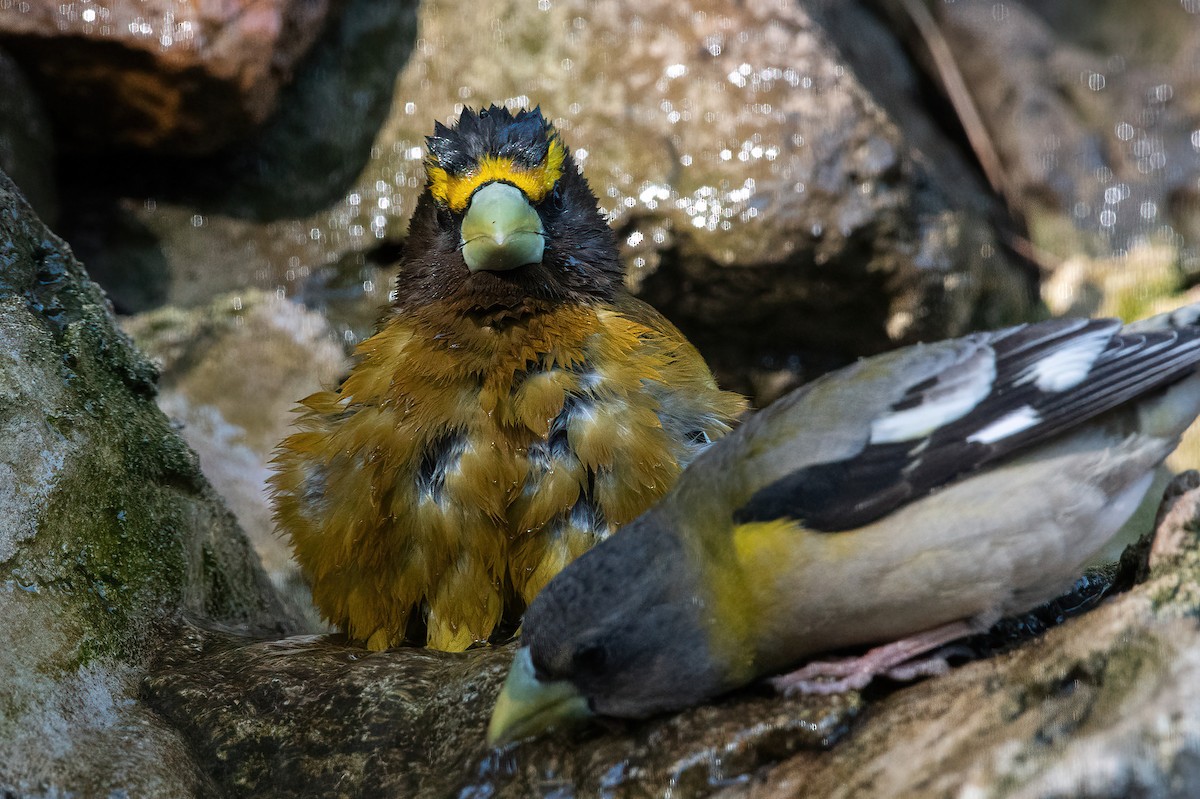 Evening Grosbeak - ML635166771