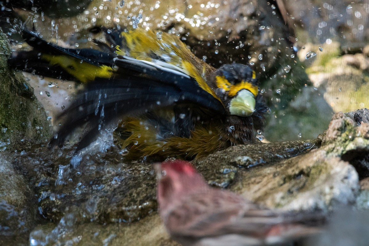 Evening Grosbeak - ML635166772