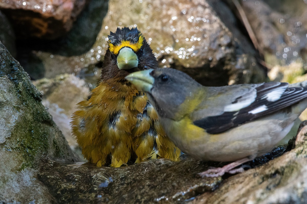 Evening Grosbeak - ML635166773