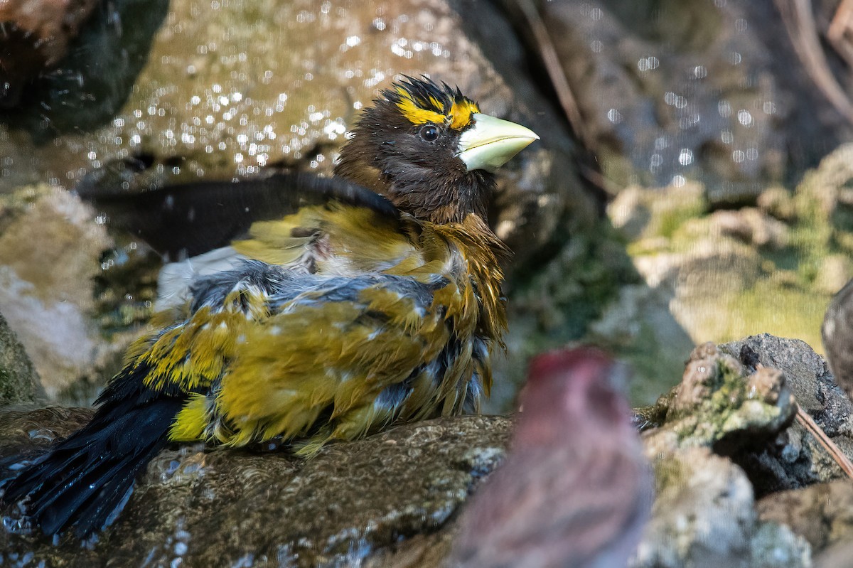 Evening Grosbeak - ML635166774