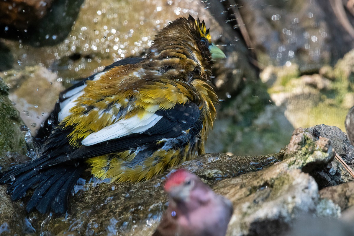 Evening Grosbeak - ML635166775