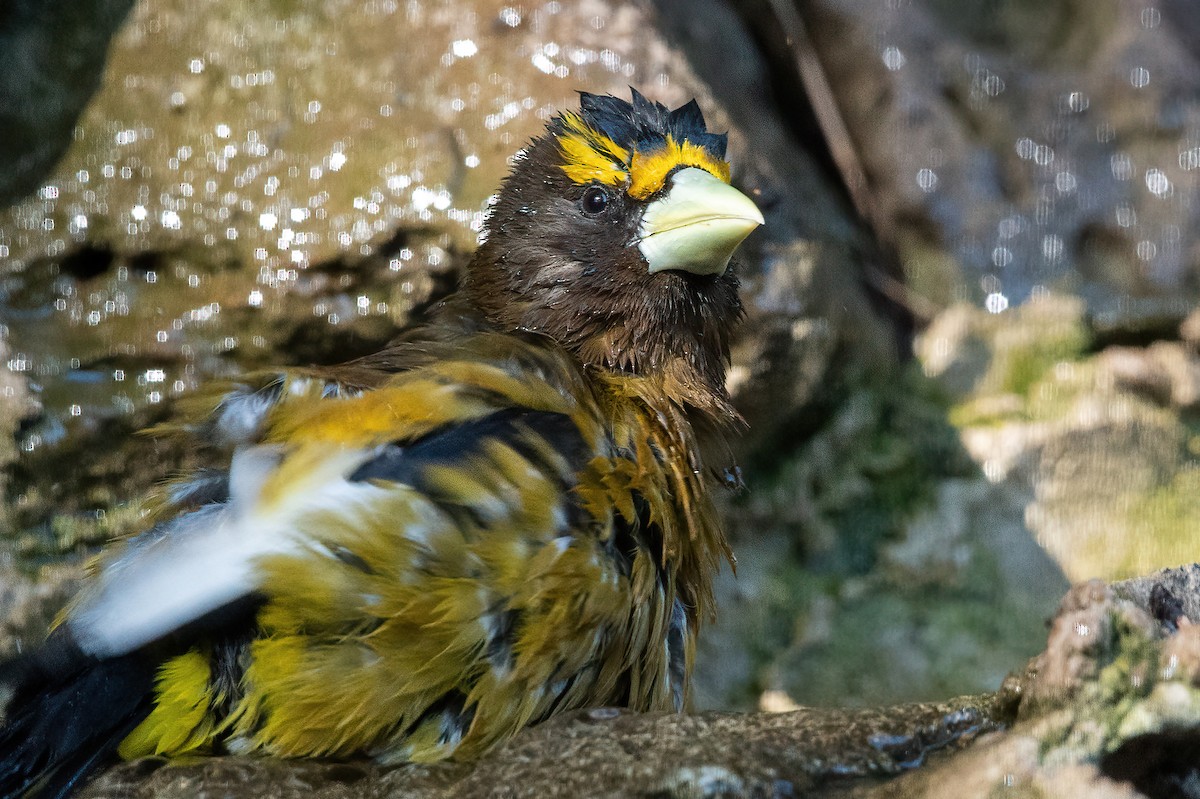 Evening Grosbeak - ML635166776