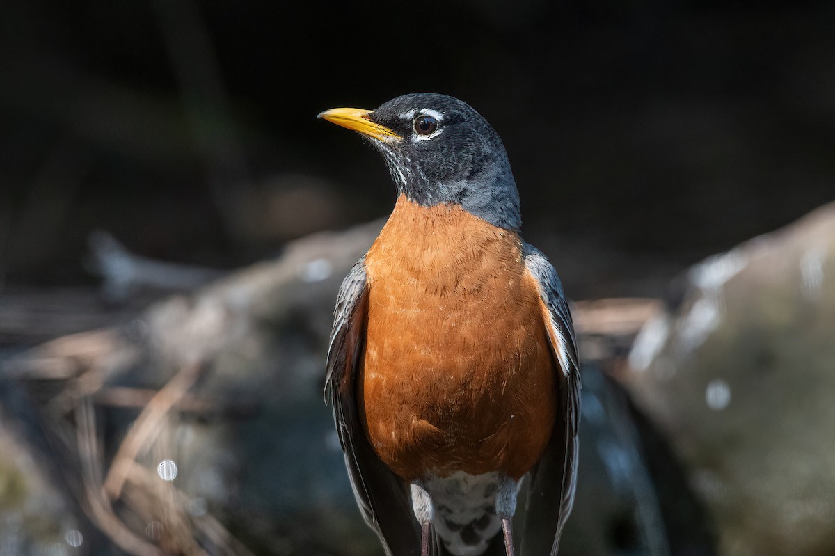 American Robin - ML635166785