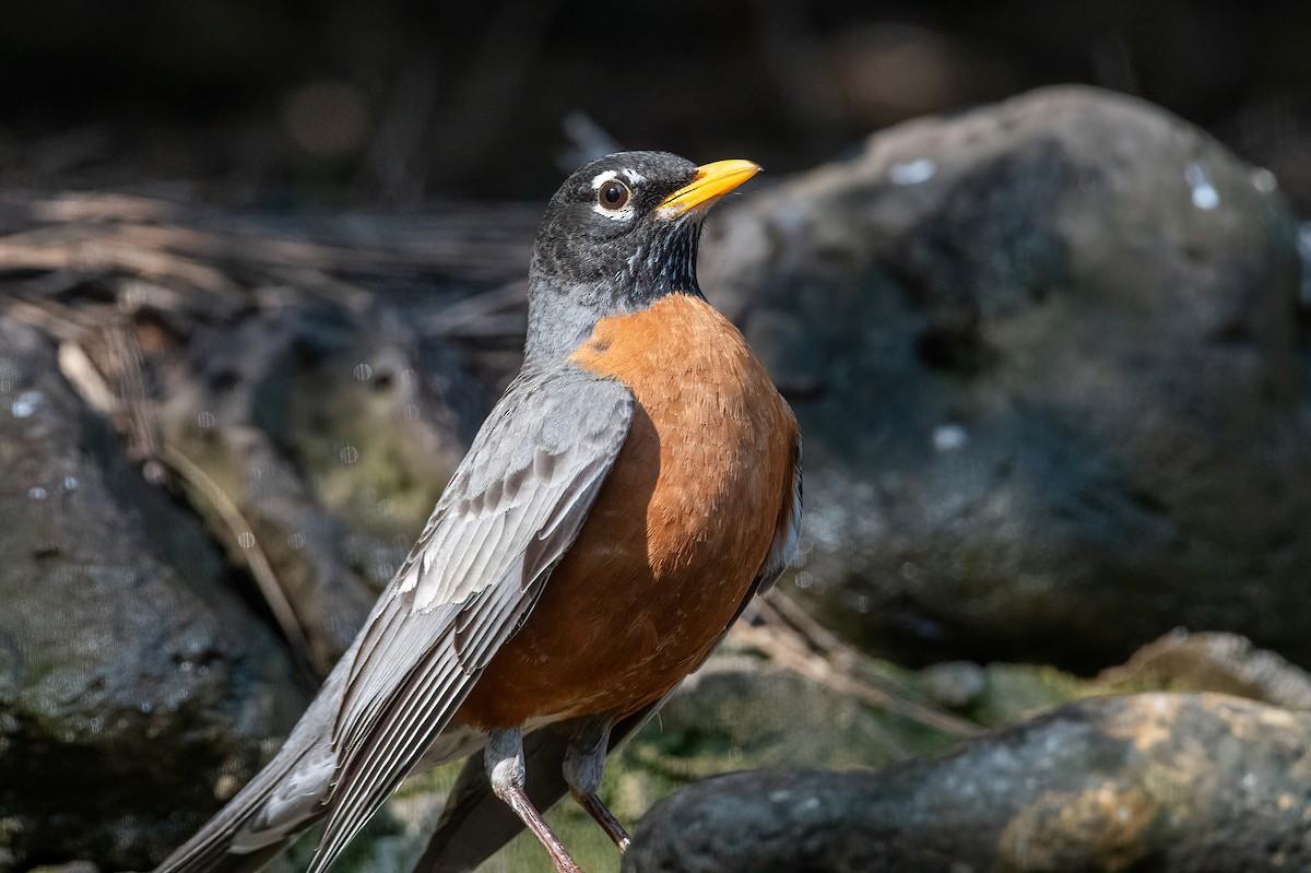 American Robin - ML635166786