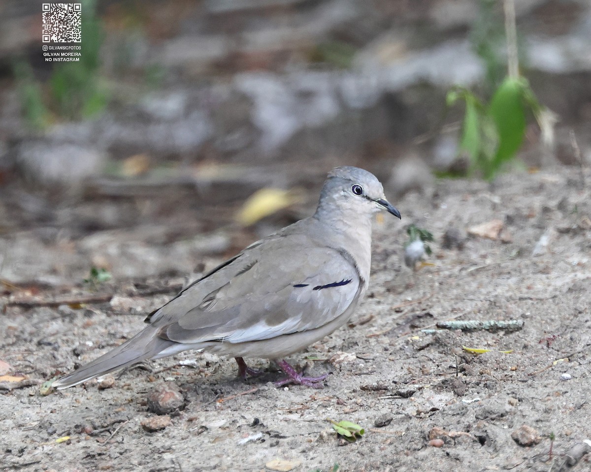 Picui Ground Dove - ML635166805
