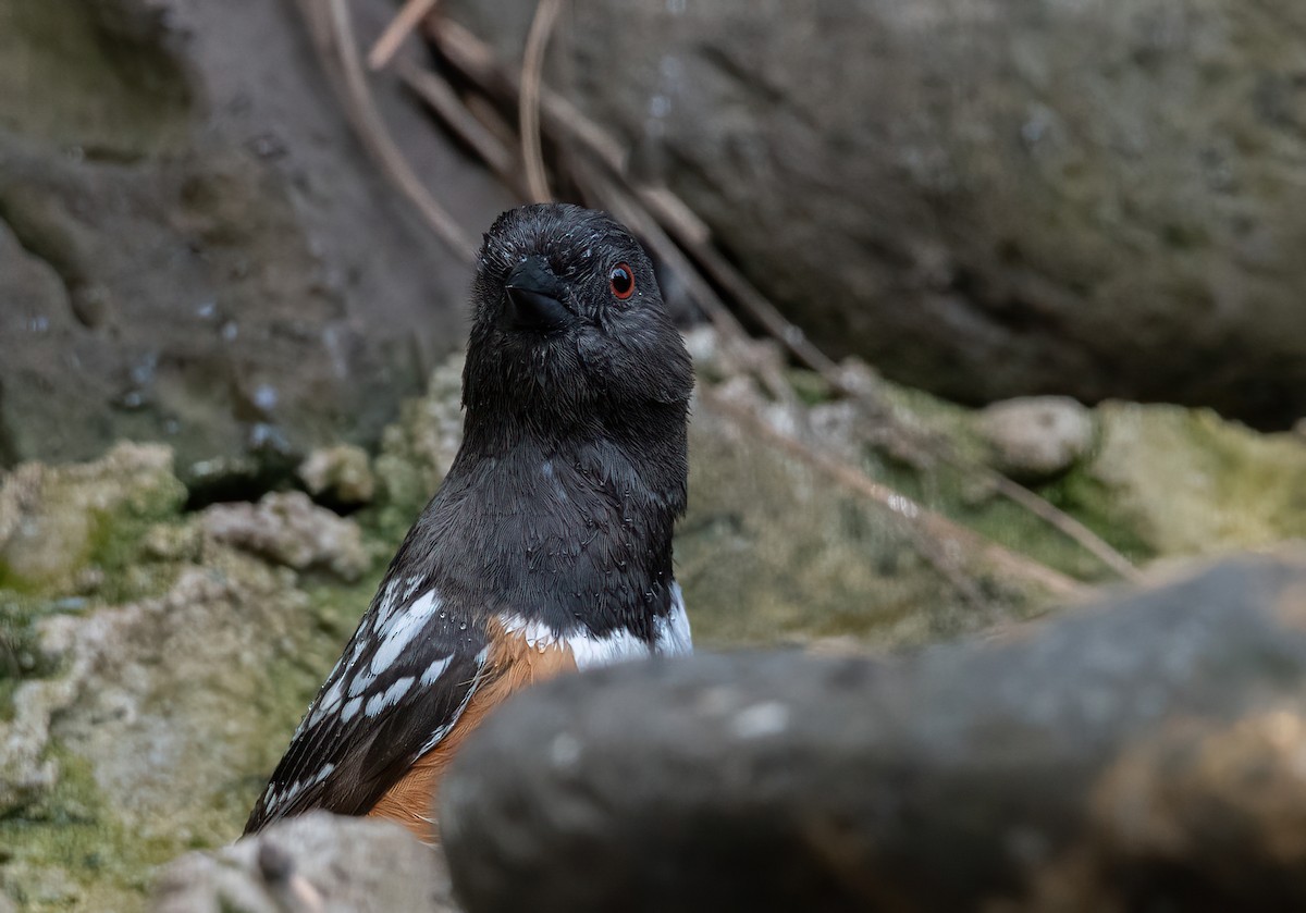 Spotted Towhee - ML635166832
