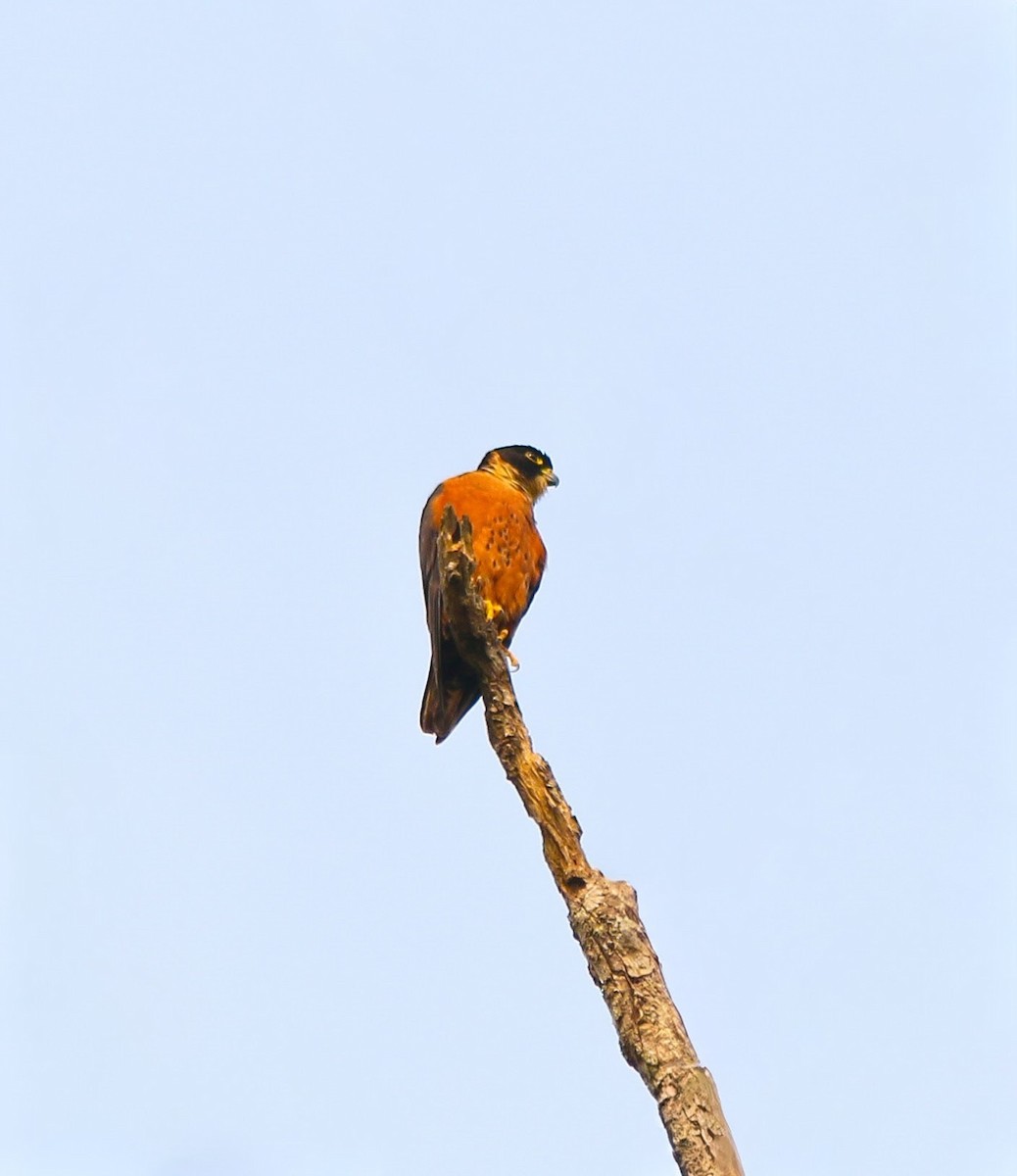 Malaienbaumfalke - ML635166836
