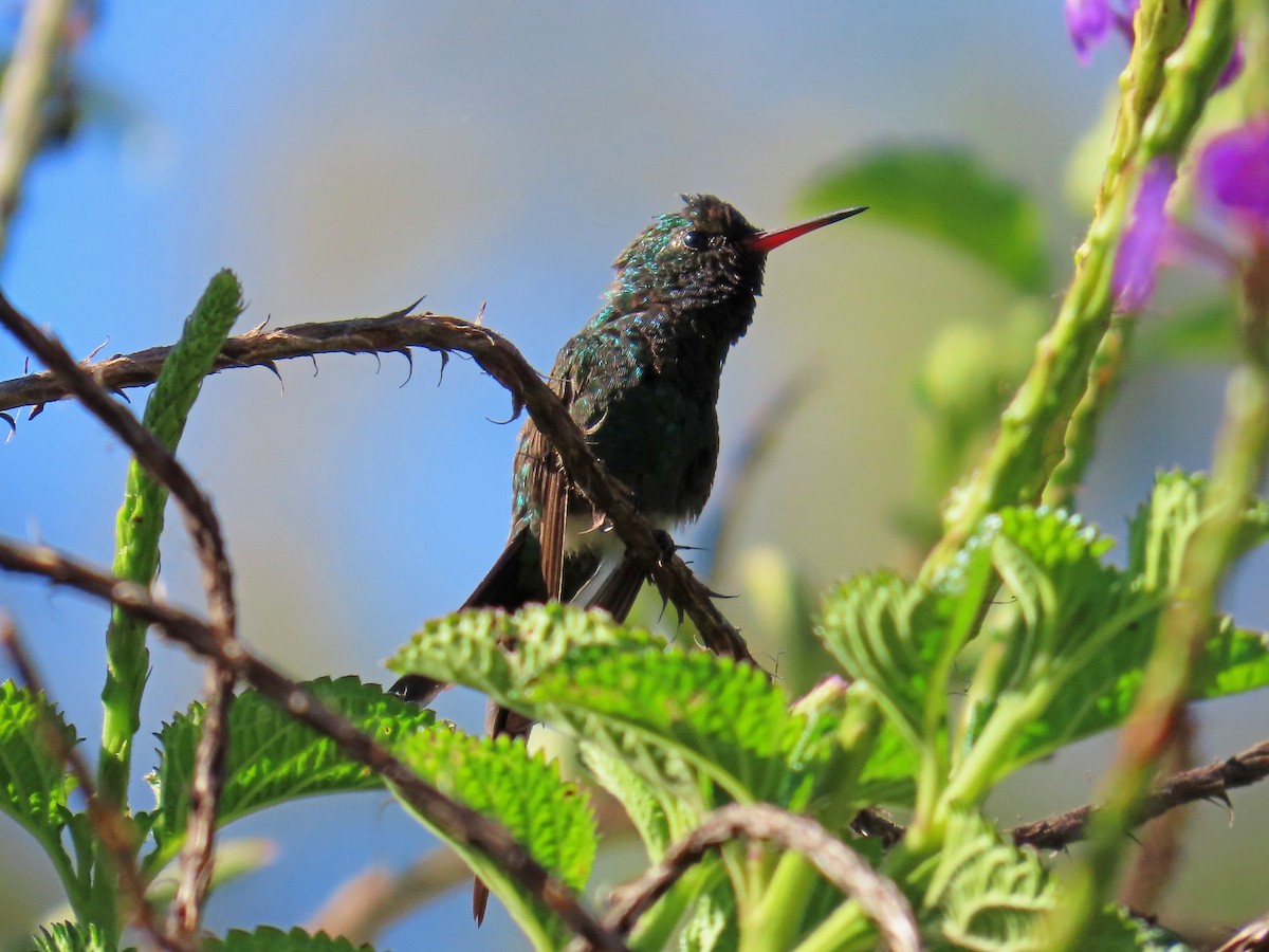 Golden-crowned Emerald - ML635166837