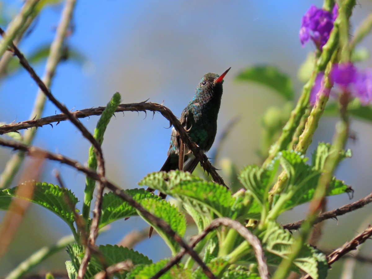 Golden-crowned Emerald - ML635166852