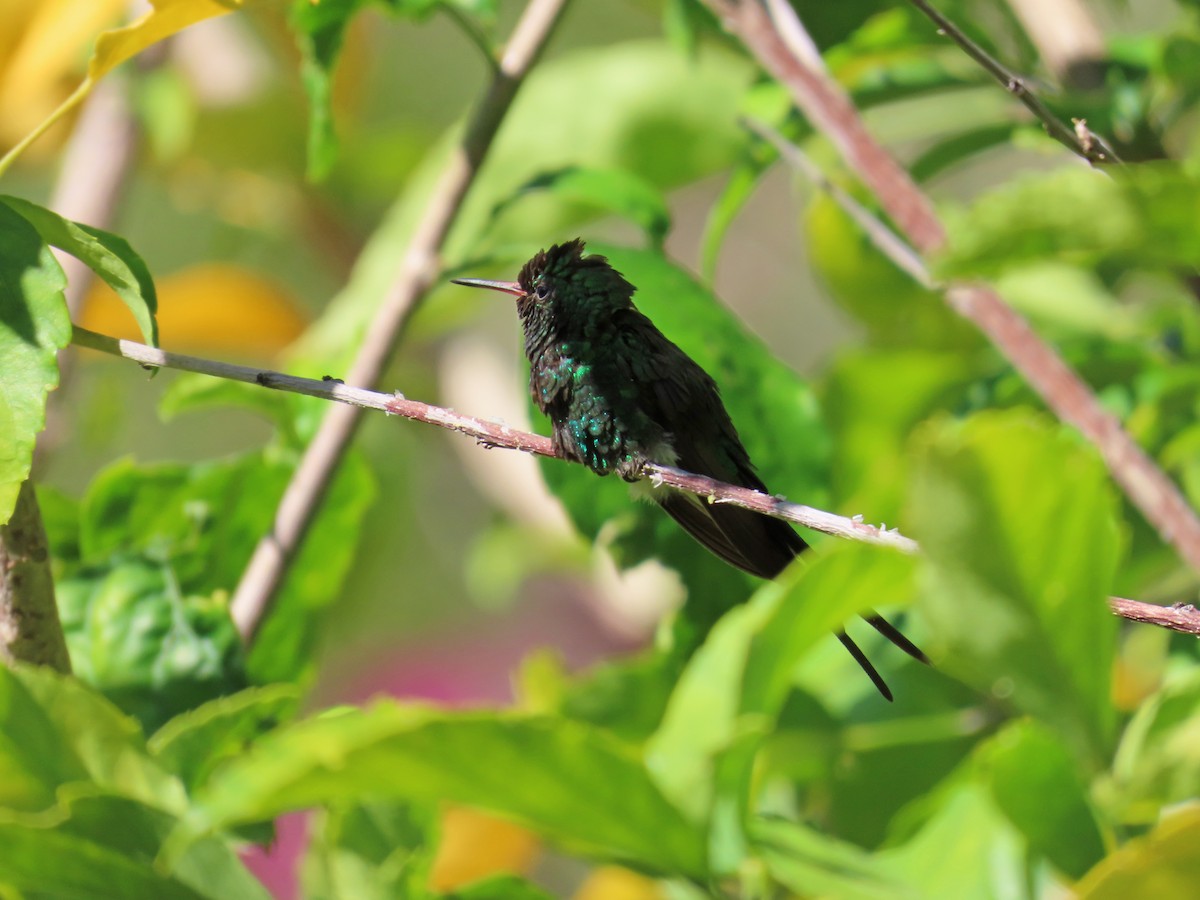 Golden-crowned Emerald - ML635166861