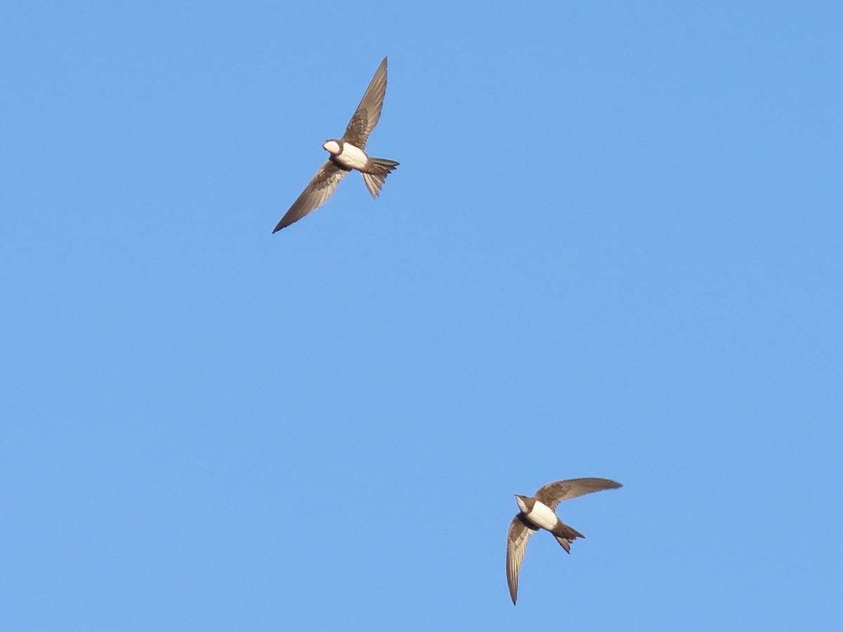 Alpine Swift - ML635166891
