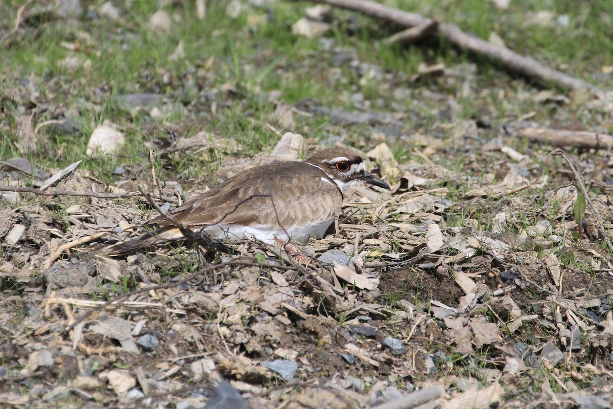 Killdeer - ML635166944