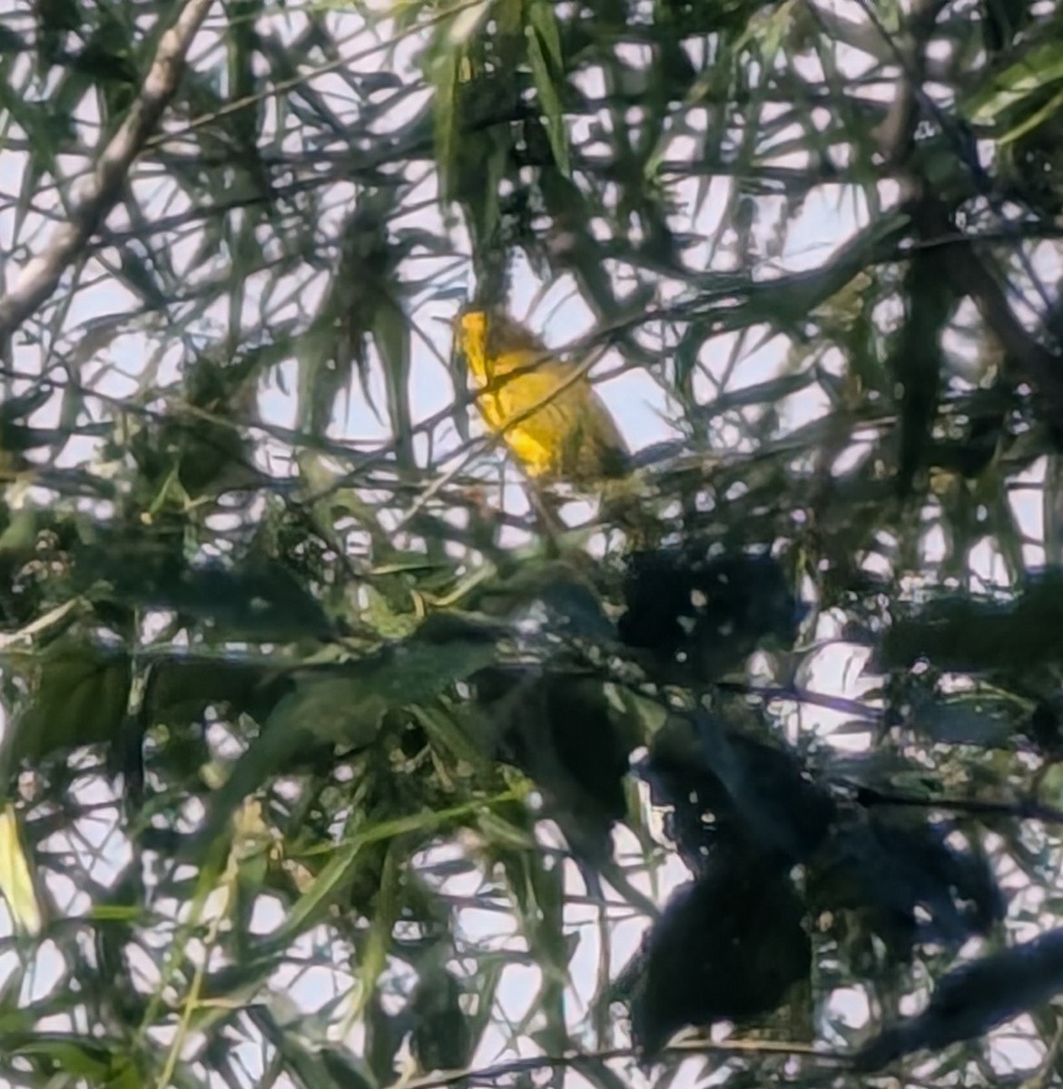 Yellow Warbler - ML635166998