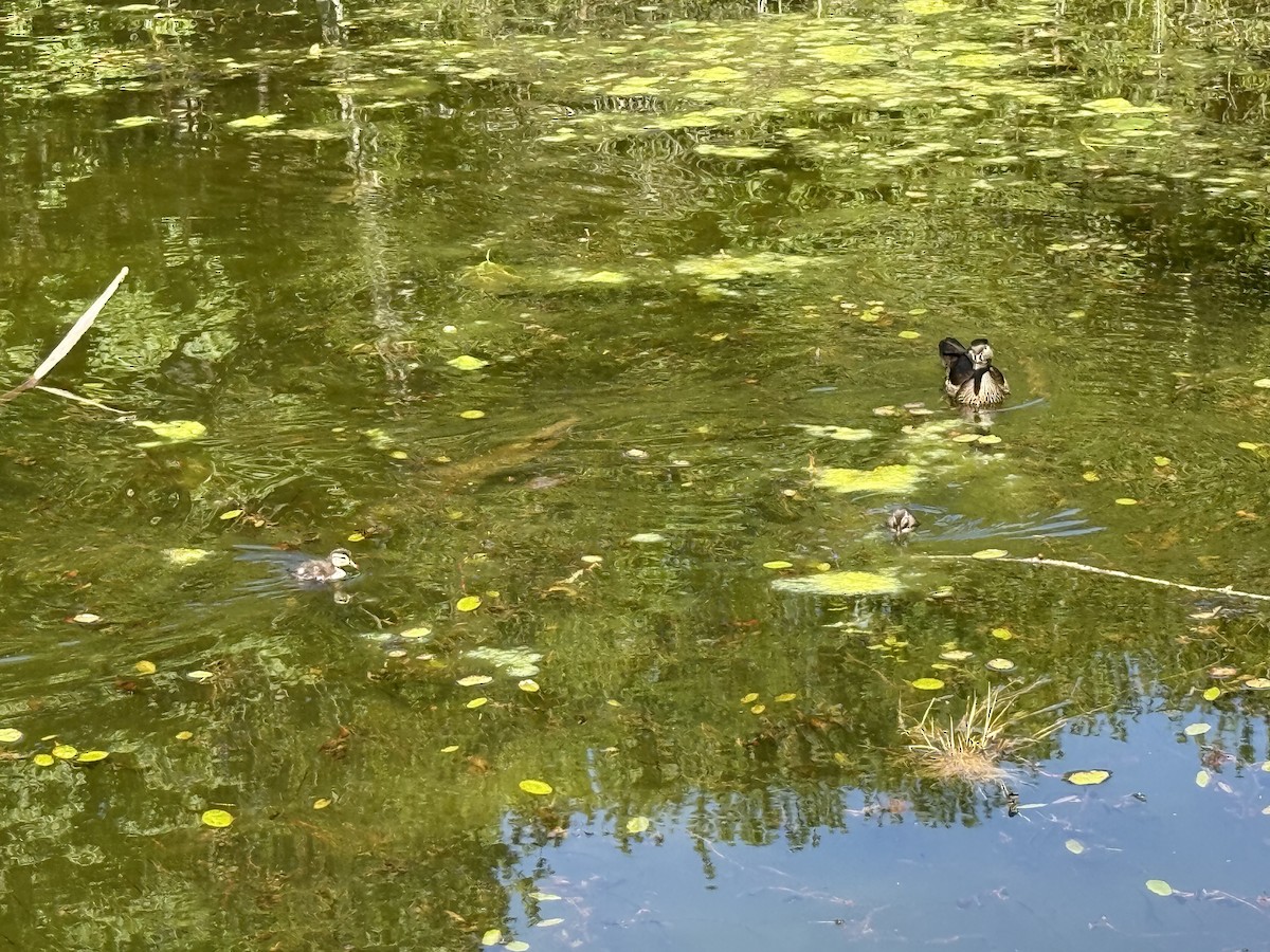 Wood Duck - ML635167125